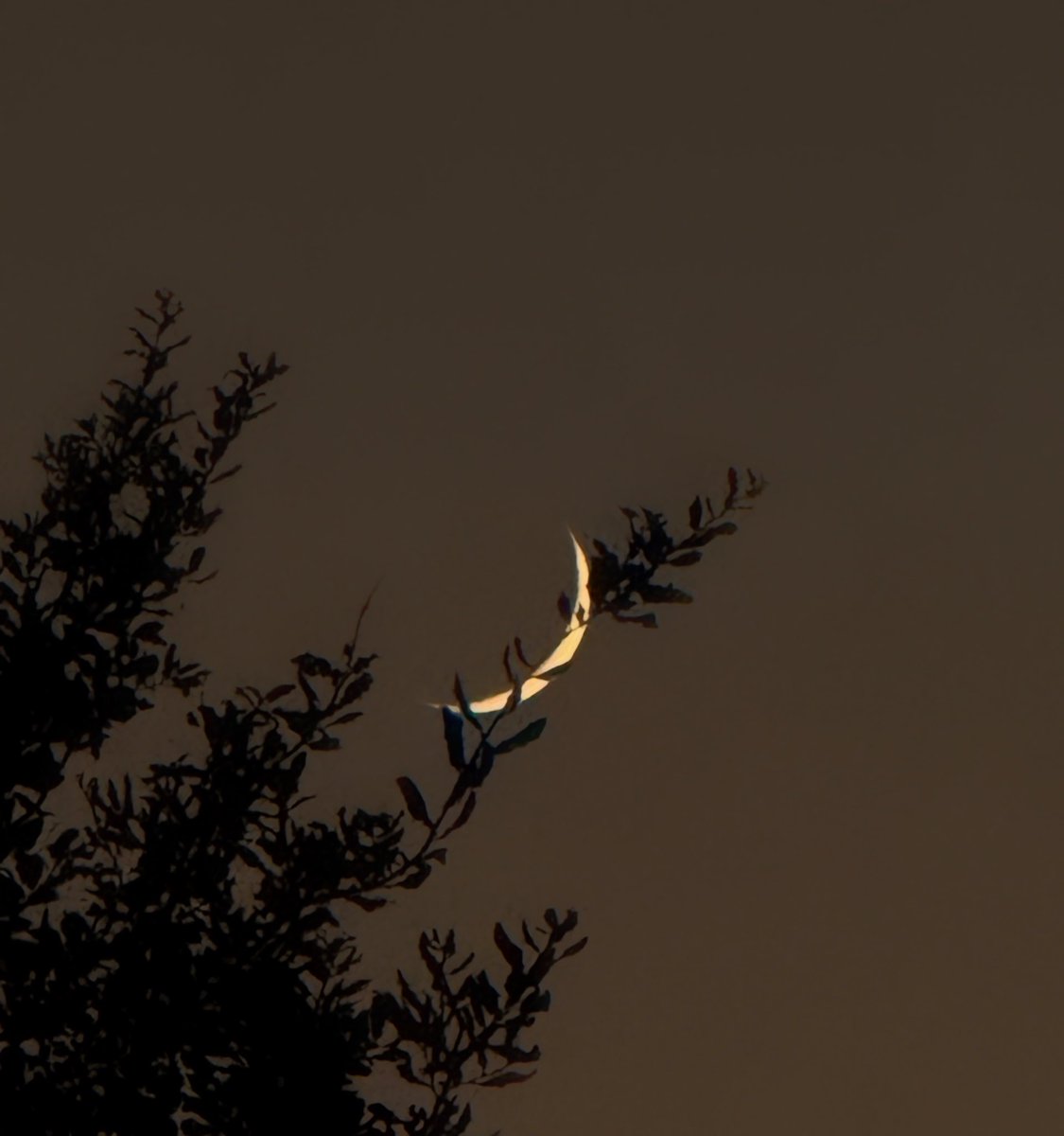 axsha____'s tweet photo. waxing crescent 3.4% illuminated https://t.co/wbLZNyZKka