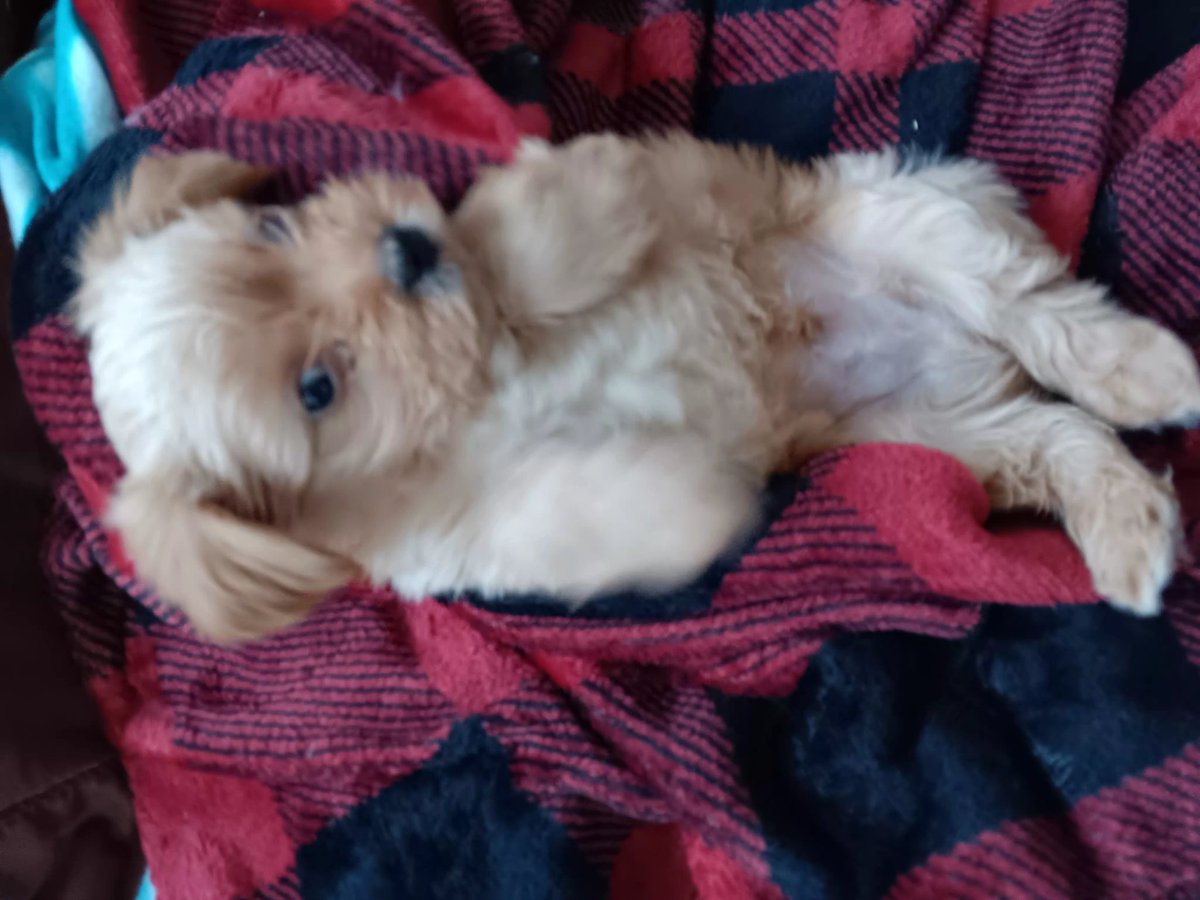 RenOperative_'s tweet image. Early evening wuppy.