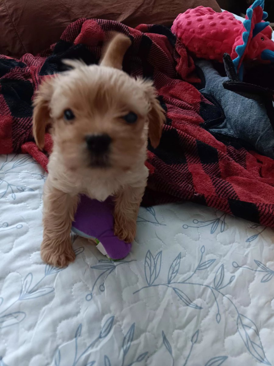 RenOperative_'s tweet image. Early evening wuppy.