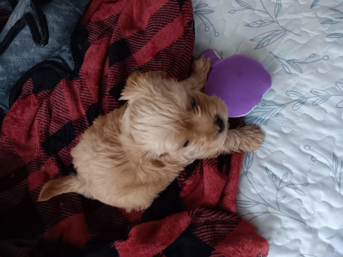 RenOperative_'s tweet image. Early evening wuppy.