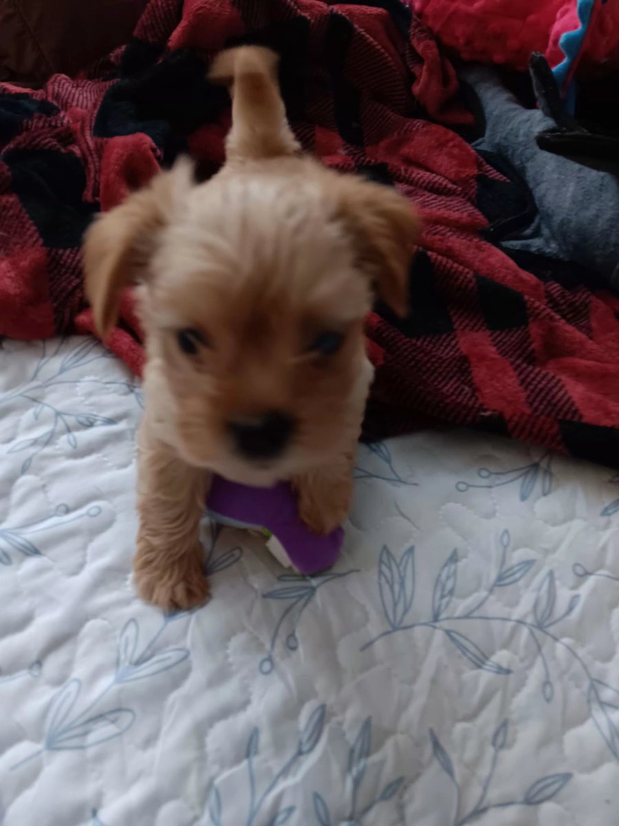 RenOperative_'s tweet image. Early evening wuppy.