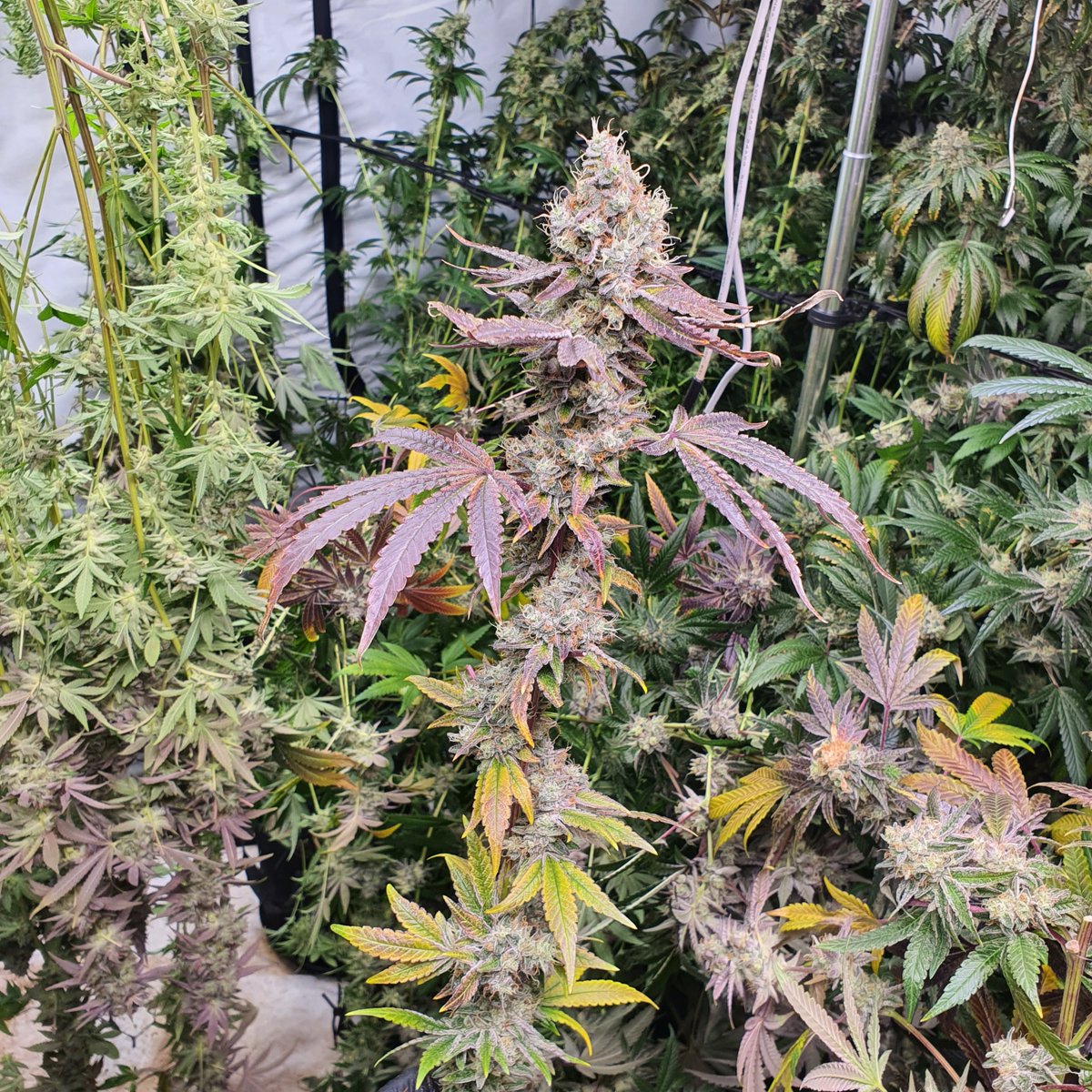 stickyickypharm's tweet photo. #Mochi #47 🍨
Sunset Sherbert x Thin Mint Girl Scout Cookies 

@sherbinski415 

#stickyickypharms #instickywetrust #stickyicky #gasking #italpatrol
#coloursoflove #givethanks #grateful #appreciative #love #passion
#hardwork #maryjane #hightimesmagazine https://t.co/261zjgqCS6