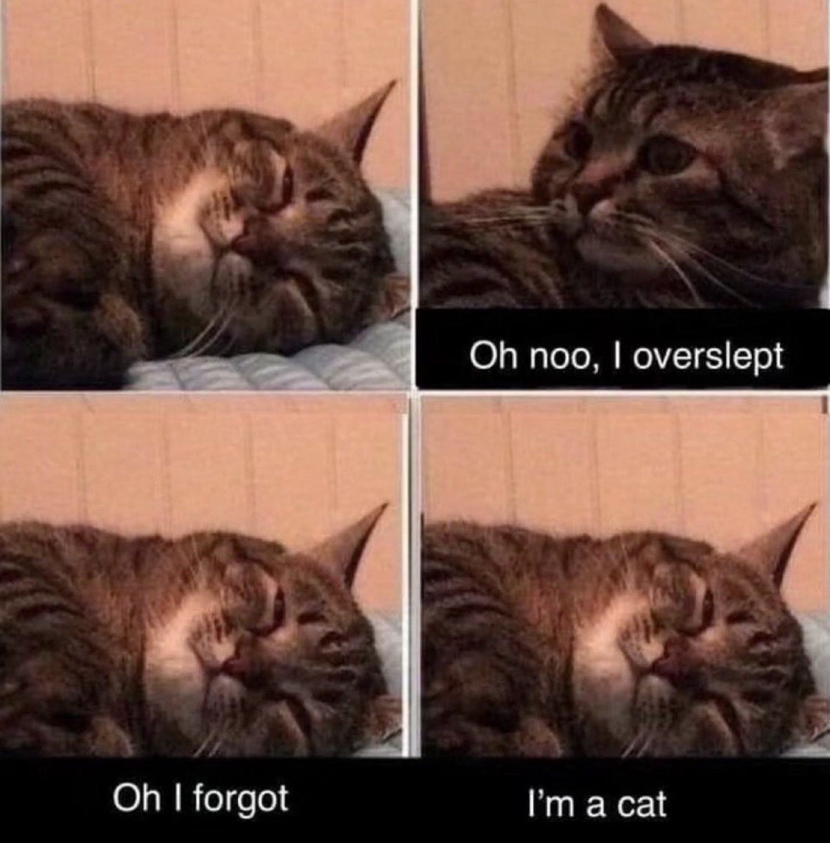 catshealdeprsn's tweet image. 