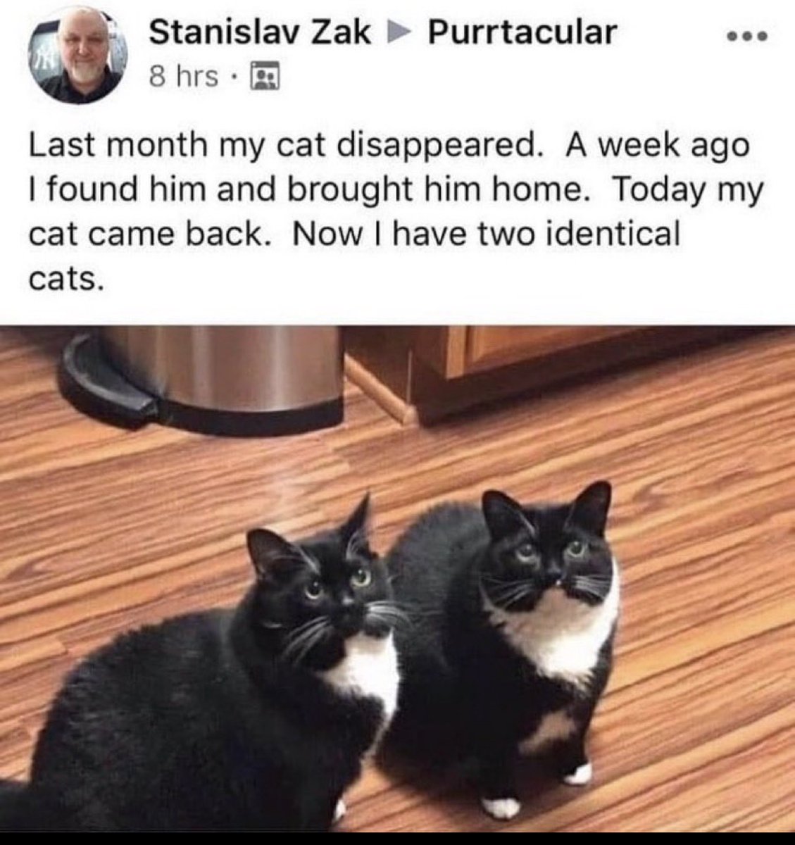 catshealdeprsn's tweet image. 