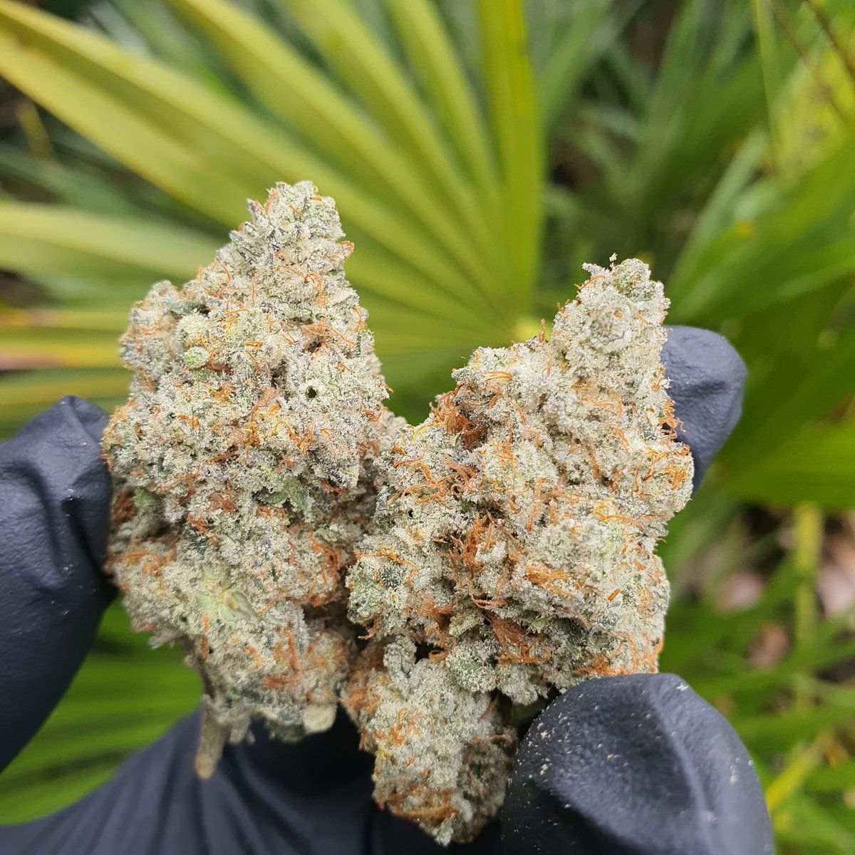 stickyickypharm's tweet photo. #Mochi #47 🍨
Sunset Sherbert x Thin Mint Girl Scout Cookies 

@sherbinski415 

#stickyickypharms #instickywetrust #stickyicky #gasking #italpatrol
#coloursoflove #givethanks #grateful #appreciative #love #passion
#hardwork #maryjane #hightimesmagazine https://t.co/PLBZnXfqlk