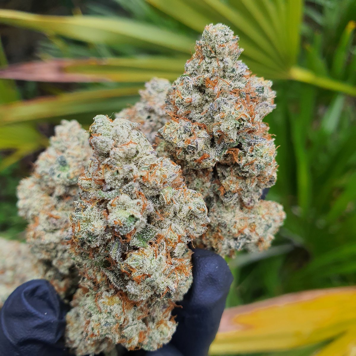 stickyickypharm's tweet photo. #Mochi #47 🍨
Sunset Sherbert x Thin Mint Girl Scout Cookies 

@sherbinski415 

#stickyickypharms #instickywetrust #stickyicky #gasking #italpatrol
#coloursoflove #givethanks #grateful #appreciative #love #passion
#hardwork #maryjane #hightimesmagazine https://t.co/PLBZnXfqlk