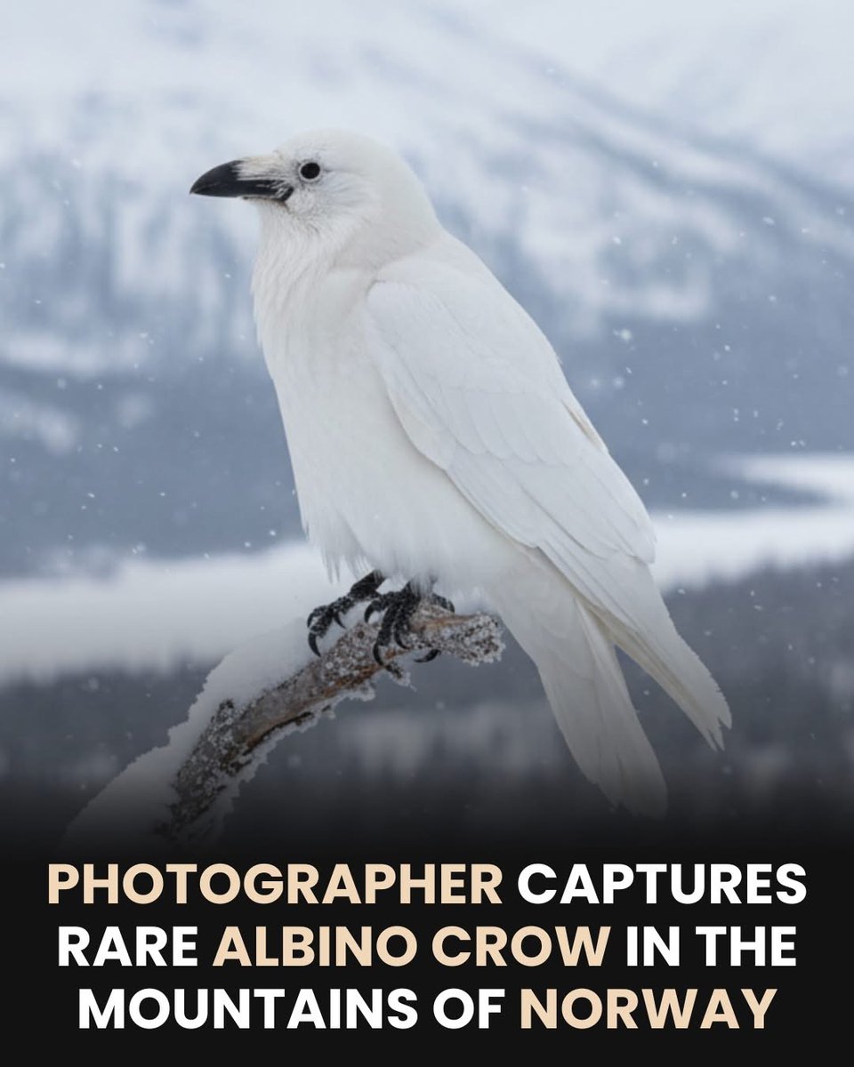 cameltimelapse's tweet photo. #Norway #nature  #animalscat #birds #sciencenews https://t.co/25p85tTymE