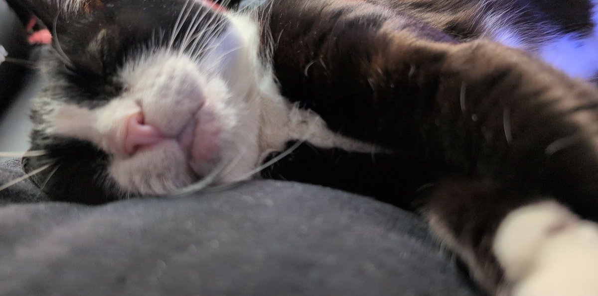 MassRayzzur's tweet photo. This is my little ball of fur :) https://t.co/eLuBzF4Bkm