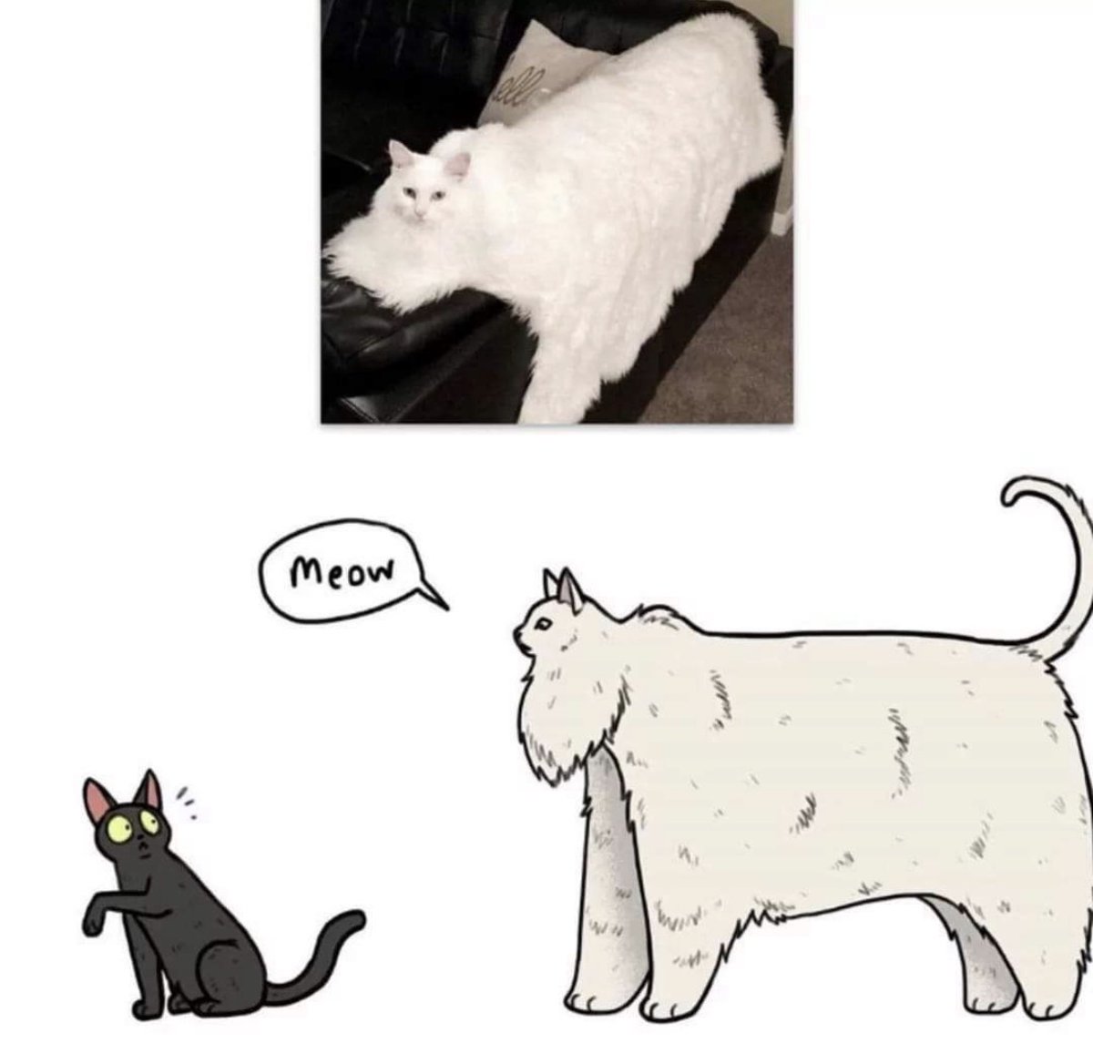 catshealdeprsn's tweet image. 