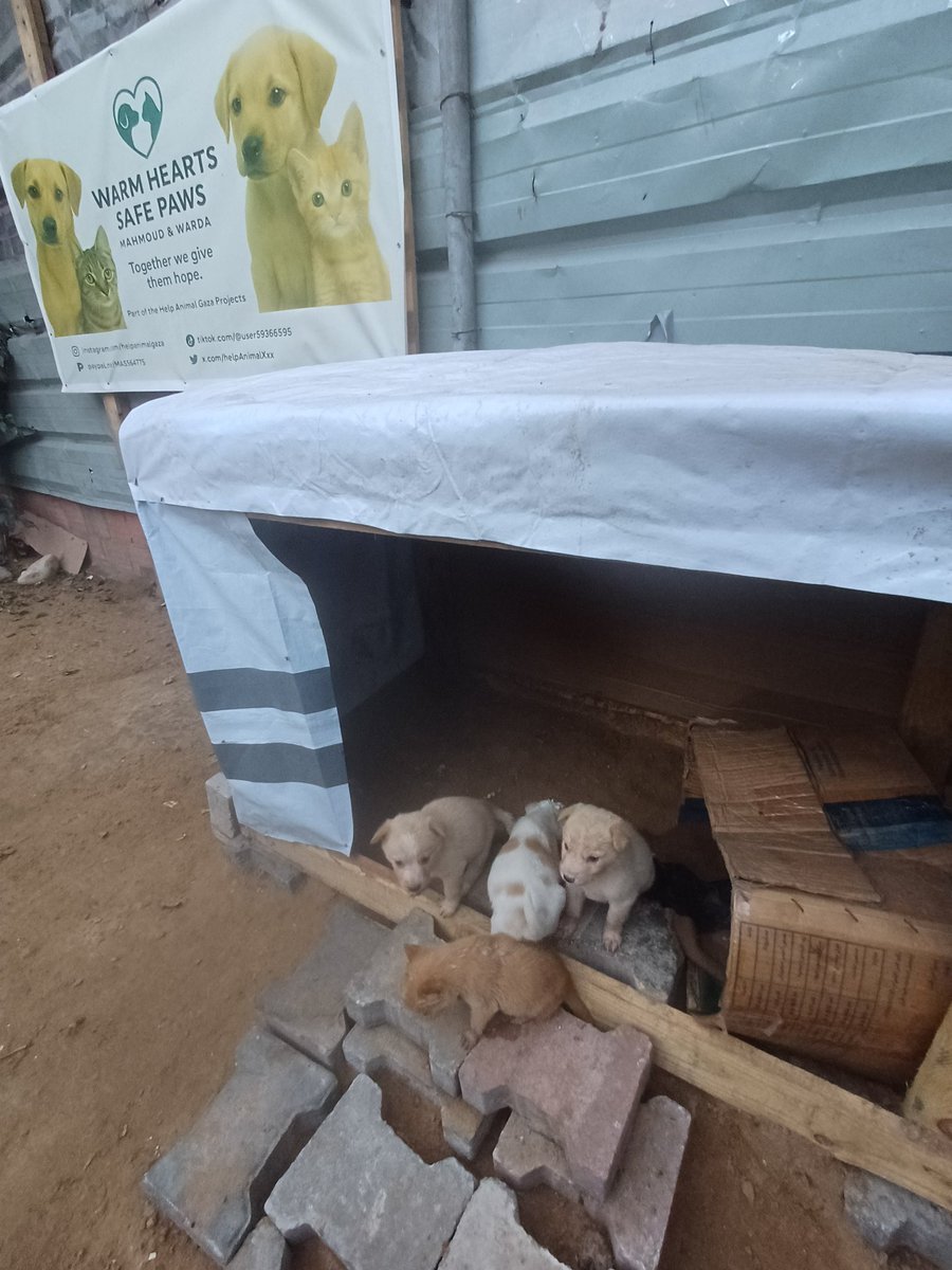 helpAnimalXxx's tweet image. 🐾 Warm Hearts, Safe Paws – Mahmoud &amp;amp; Warda | Help Animal Gaza

There’s a place that doesn’t exist yet…
but lives inside my heart every single day.
A shelter — a real home for every scared puppy, every cold cat, every soul that deserves safety.

And I’m building that dream…