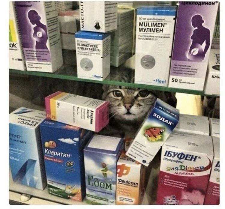PostsOfCats's tweet photo. he’s gonna heal u https://t.co/OePDGeDjoY
