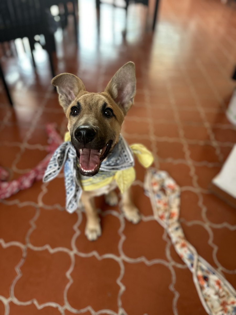 Crié a Dominico desde que era un bebé pequeñito y sé cosas de él que creo que harían muy feliz a una familia ✨:

1. Es muy tenaz y perseverante. Cuando lo encontré tenía 5% de posibilidades de sobrevivir. Estaba hipotermico e infestado de bichos. Los doctores me dijeron que era