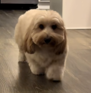 DEVification's tweet photo. This dog is getting extremely viral

6.5 million views and 1.5 mil likes in jsut a few days

Check this out: https://t.co/w8MKx8uEf6

Someone in comments told it walkes like an HR manager

So lets send a cute walking HR manager dog

$HRmanager Walking Dog https://t.co/DhFKHFIu6q