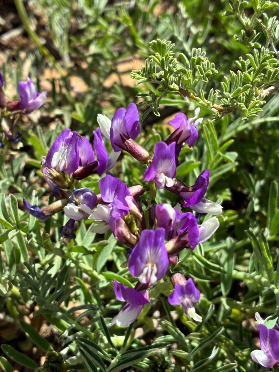 El morado en primavera: un paisaje de belleza que asombra, muy cerca de Santiago.
