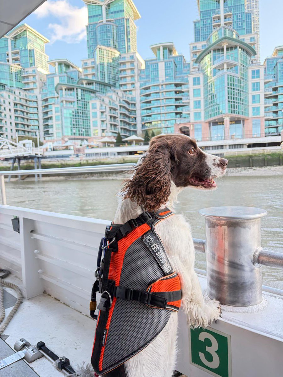 MPSonthewater's tweet image. The MPU conducted high-visibility foot patrols with expo dog PD Shelby and his handler from Greenwich to Battersea Power Station, focusing on busy weekend areas including Christmas markets, Thames Clippers and City Cruises vessels. Such a great working partnership!  🐶👍⛴️