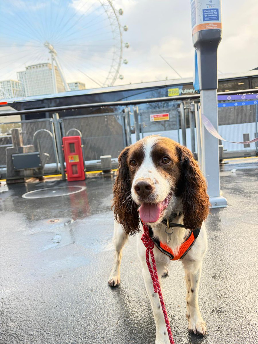MPSonthewater's tweet image. The MPU conducted high-visibility foot patrols with expo dog PD Shelby and his handler from Greenwich to Battersea Power Station, focusing on busy weekend areas including Christmas markets, Thames Clippers and City Cruises vessels. Such a great working partnership!  🐶👍⛴️