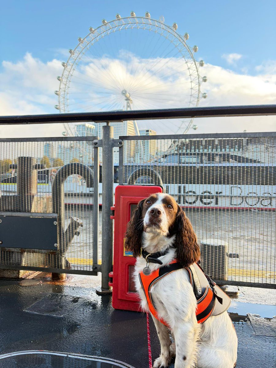MPSonthewater's tweet image. The MPU conducted high-visibility foot patrols with expo dog PD Shelby and his handler from Greenwich to Battersea Power Station, focusing on busy weekend areas including Christmas markets, Thames Clippers and City Cruises vessels. Such a great working partnership!  🐶👍⛴️