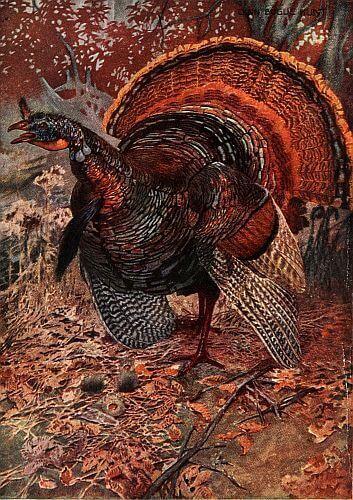amlitreader's tweet image. Mary Wilkins Freeman shares her story about three sisters and a turkey-weighing contest. What starts as harmless rivalry becomes a tender lesson about honesty, pride, and the true meaning of gratitude. #childrenstories #shortstoryoftheday americanliterature.com/author/mary-e-…