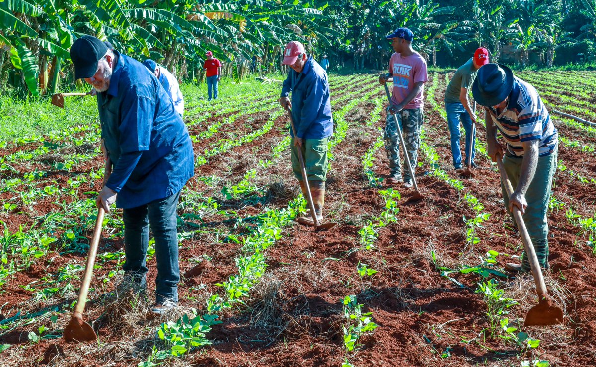 MMarreroCruz's tweet photo. En saludo al aniversario 66 del primer trabajo voluntario protagonizado por el Che, nos sumamos, junto a trabajadores del Palacio de la Revolución, a una jornada productiva en la finca El Chico, ubicada en el municipio capitalino de Boyeros.

#PorCubaJuntosCreamos https://t.co/APV7hTmPGU