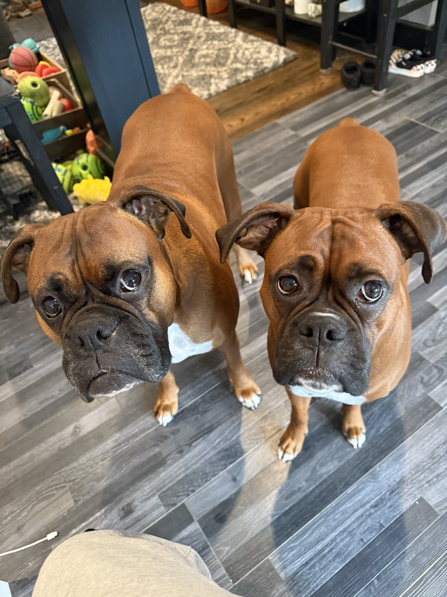 inntothenight's tweet image. We also like English muffins!  

#boxerpuppy #boxerdogs #boxerlife 
#boxerlovers #boxersrock #boxersoftwitter #boxerdogsoftwitter #dogsoftwitter #dogsofx