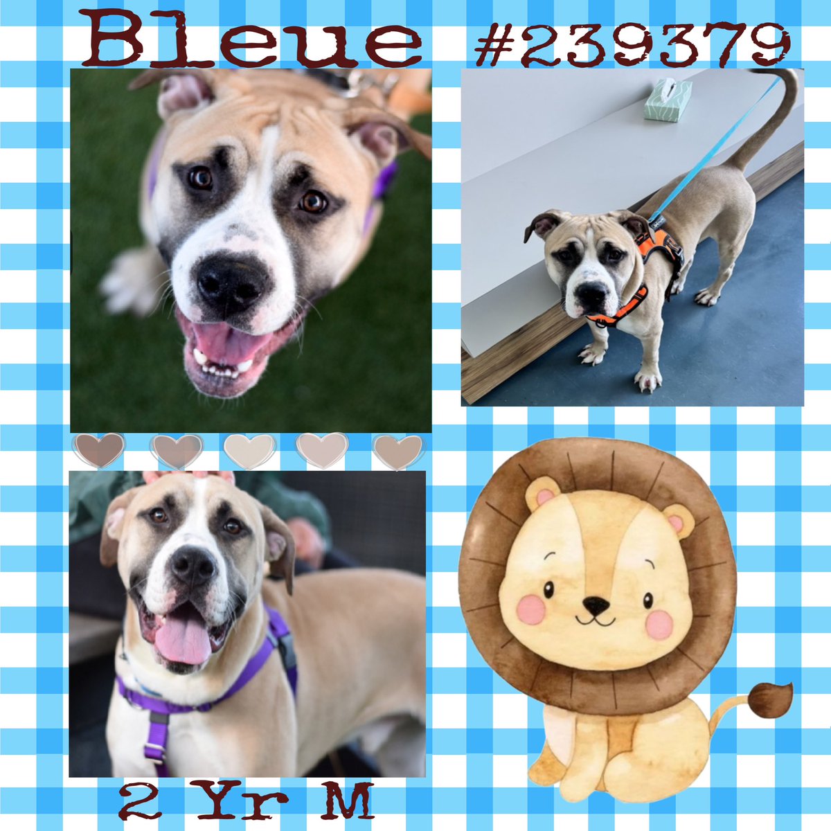 Quinnqueens's tweet image. 🐾💙🐾 BLEUE 🐾💙🐾
#239379 #QueensACC 2 Yr M
Isn’t Bleue so adorable, that handsome smile just sparkles! He’s waited over 35 + days for an all adult loving 🏡. He’s sensitive/shy &amp;amp; will need ur help 2 build trust. Click his link⬇️ #AdoptMe #Foster
nycacc.app/browse/239379💙