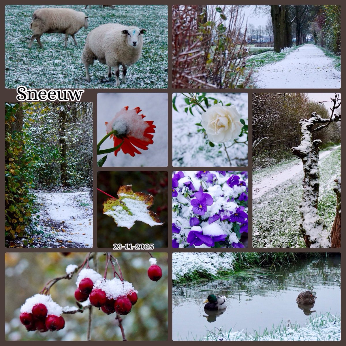 Er lag vanmorgen maar een klein beetje #sneeuw maar door jullie inbreng ‘vers of uit het archief’ de hele dag genoten van mooie sneeuwplaatjes. Nog een fijne avond en morgen weer een nieuw thema bij #November_kiek 👋