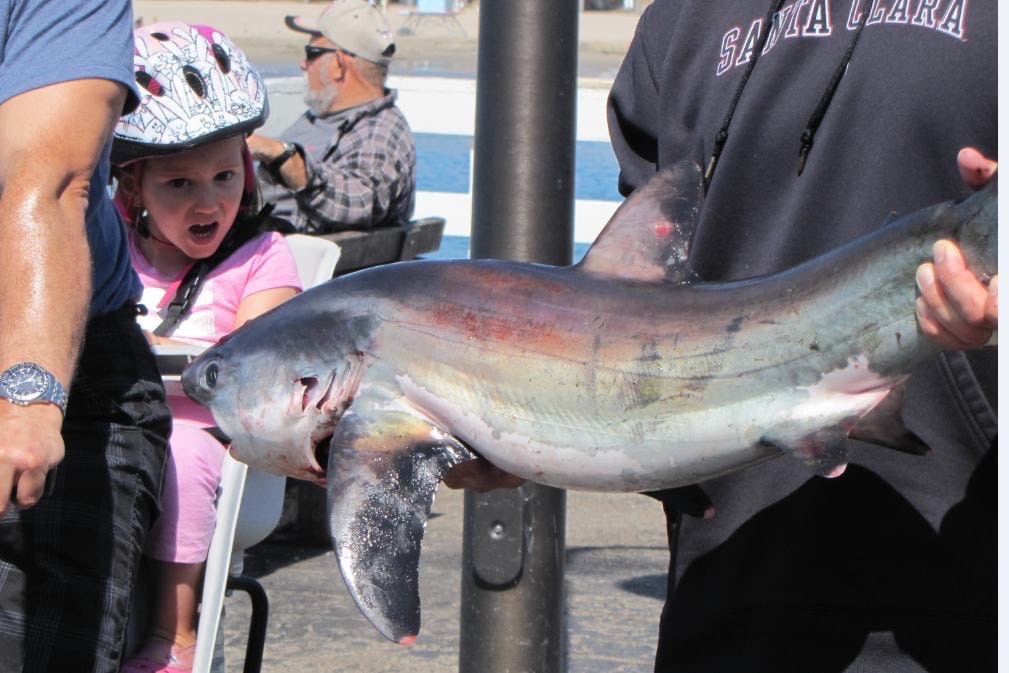 EUREKA!!! Jsz has just elected our 119 nsiah and her name is MIKA!!!