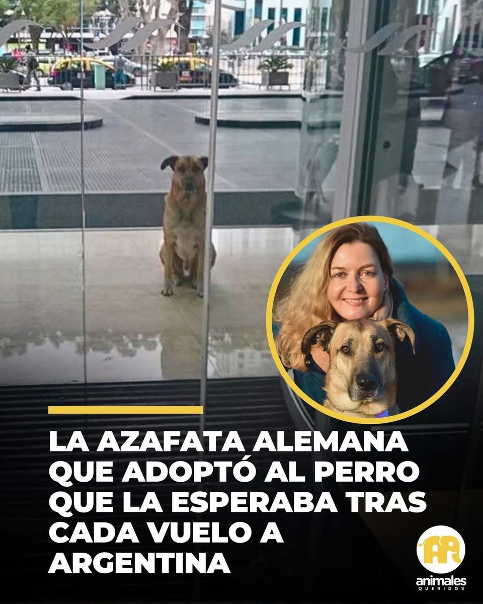 En cada viaje a Buenos Aires, Olivia Sievers encontraba la misma escena: un perro mestizo de mirada intensa la esperaba frente al hotel Hilton, entre el bullicio de Puerto Madero. Rubio aparecía como si conociera sus horarios de vuelo, y ella, azafata alemana, no podía evitar