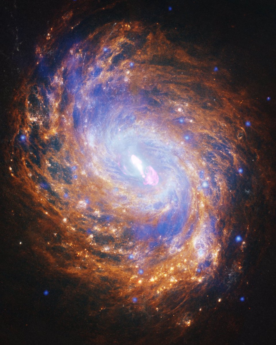 NASAGoddard's tweet image. They say teamwork makes the dream work 🔭

This image of the Squid Galaxy combines data from @Chandreaxray, @NASAHubble, @NASAWebb, and @TheNRAO’s Very Large Array!

It&apos;s only about 1/3  the size of our galaxy but contains a supermassive black hole that’s 2x the size of ours!