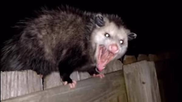 Me: Smut books are just as sexually immoral as porn.

Women: