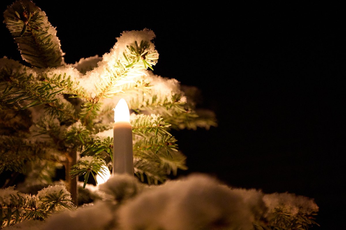 MeetBlanca's tweet photo. Day 7. 

We haven't set up our indoor Christmas tree yet, but we've definitely decked out the one in the yard with lights.
#photographer #photooftheday #winterishere #familytime #Christmas https://t.co/D06YoAuzHF