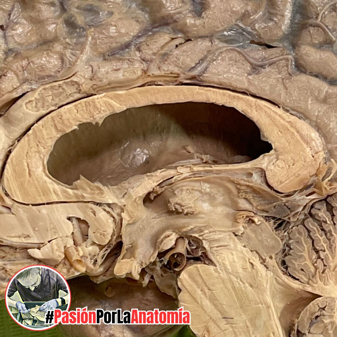 Pasión por la Anatomía tweet media