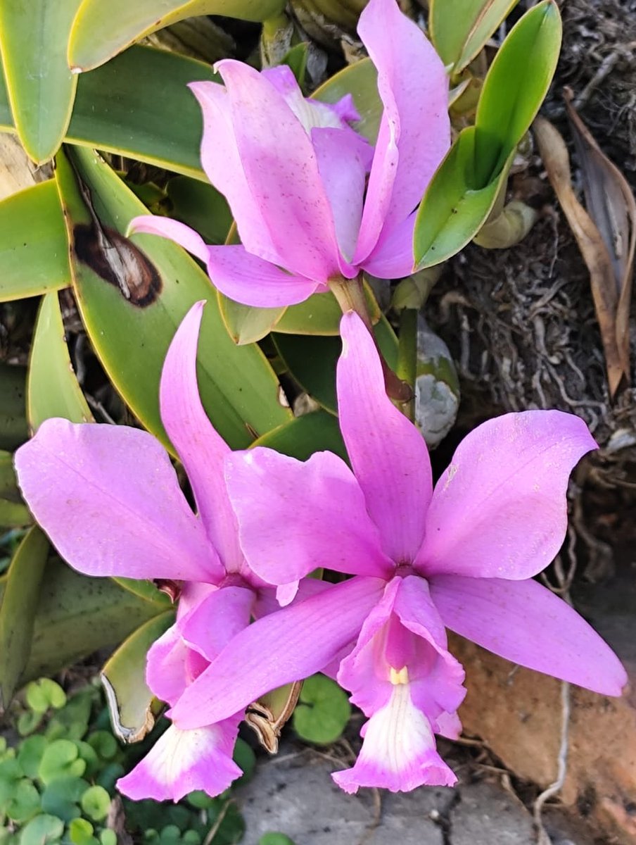 Tyler 🇦🇷 tweet media