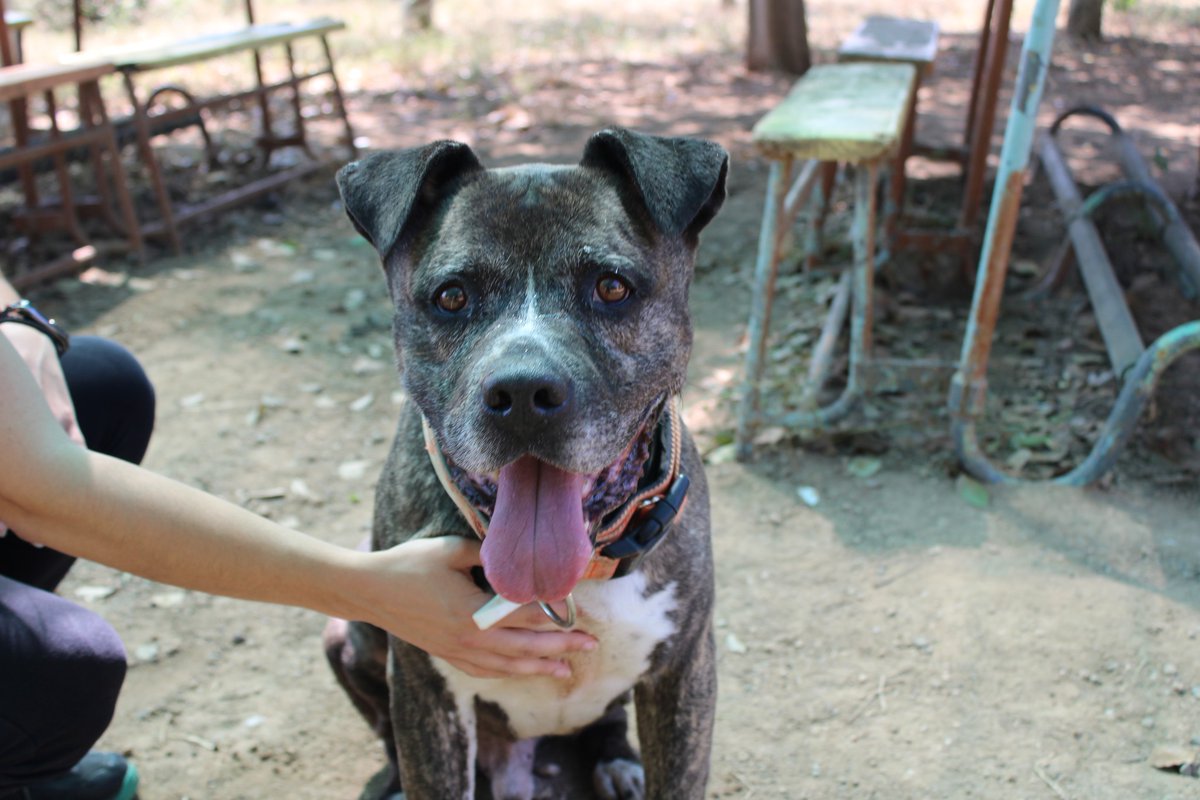 #Barcelona
#SILVER tiene 13 años. Fue encontrado perdido por Sabadell. 

Entró en estado de shock, no reaccionaba ni mostraba ningún tipo de respuesta a los estímulos externos (trabajadores, ruidos, etc.). 

Poco a poco va mejorando, ahora ya se pone contento al vernos, se deja