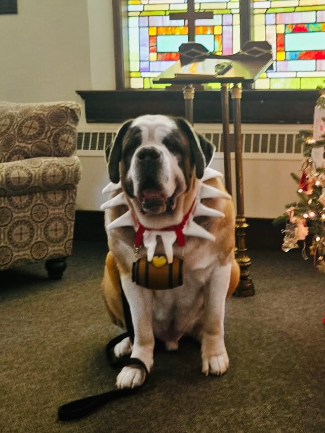 drago_saint's tweet photo. The magic of Christmas - “Barry with his magical barrel”.  The Scout Elves are returning this week.  What excitement! 🐶🎅💚❤️🎄@elfontheshelf @chandabell #elfontheshelf #Christmas #scoutelves #Saintbernard #SaintBernard https://t.co/95GsyTDWLM