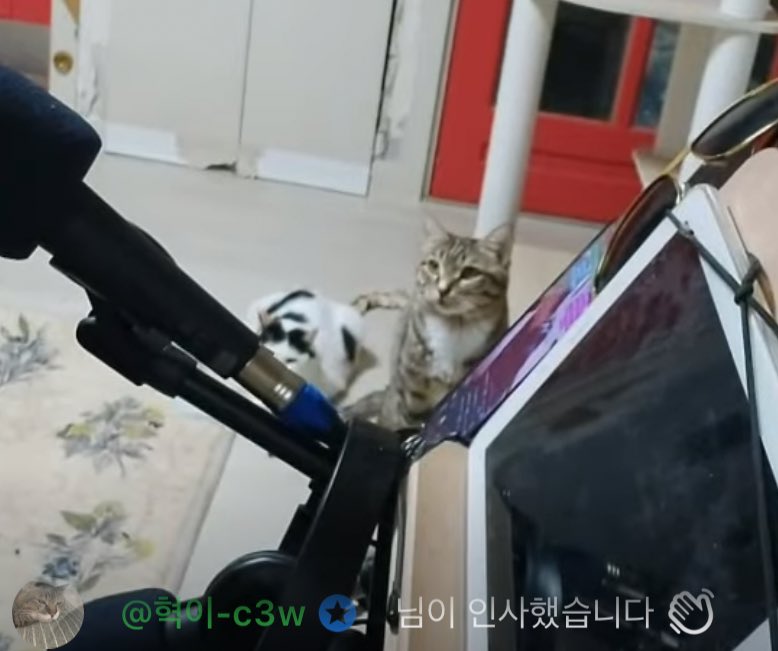 zwmkoo's tweet photo. 고양이...가 진짜 다들 할아버지 바라기야 ㅠㅠ 약 먹여야돼서 이시간마다 일어나서 약 챙겨주신대요 ㅠㅠ 
할아버지한테 많은 관심 부탁드릴게요 고양이 친구들이 많이 아픈 친구들도 많아서 길에서 데려온 친구들이라 약값이
정말 많이 나간대요 ㅠㅠ..... 후원과 관심 부탁드려요 애들이 넘 예뻐요 https://t.co/8qg6d5K2NF