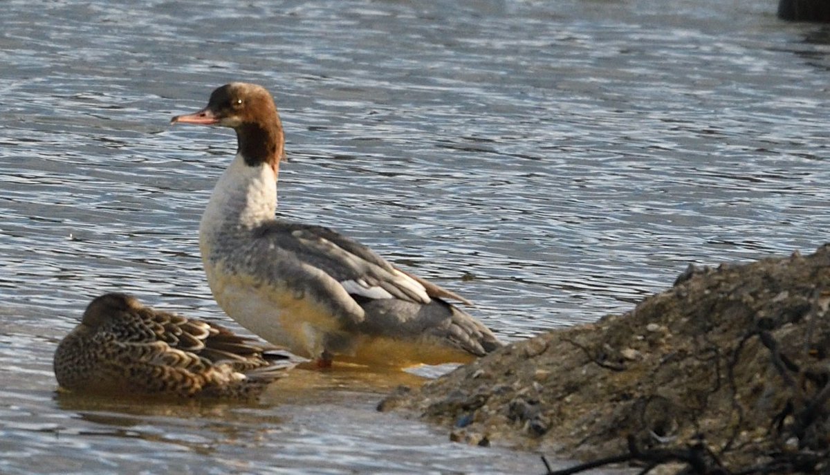 Goosander at College Lake seen with Chris K. Not seen one there for a good while. Spent all the time on the marsh and best viewed from the June Ives hide <a href="/bucksalert/">Bucks Bird Alert</a>