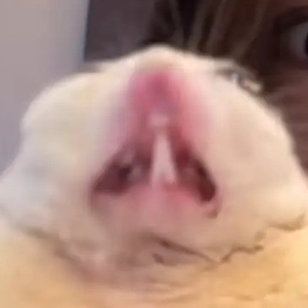 chiranlemon's tweet image. Hace mucho calor, odio todo