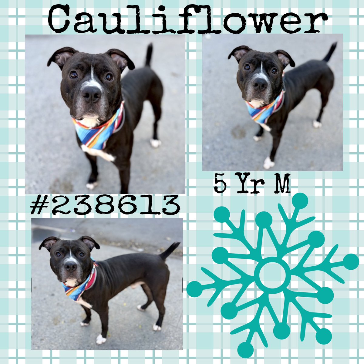Quinnqueens's tweet image. 🍃🩶 CAULIFLOWER 🩶🍃
#238613 #MACC 5 Yr M
Cauliflower is a handsome 5 yr old, looking 4 a warm bed, in an adult only 🏡. He will be ur confidant, ur explore buddy &amp;amp; will love you 4ever. Let’s get him Adopted, waiting over 45 + days #AdoptMe #Foster🩶
nycacc.app/browse/238613⬇️