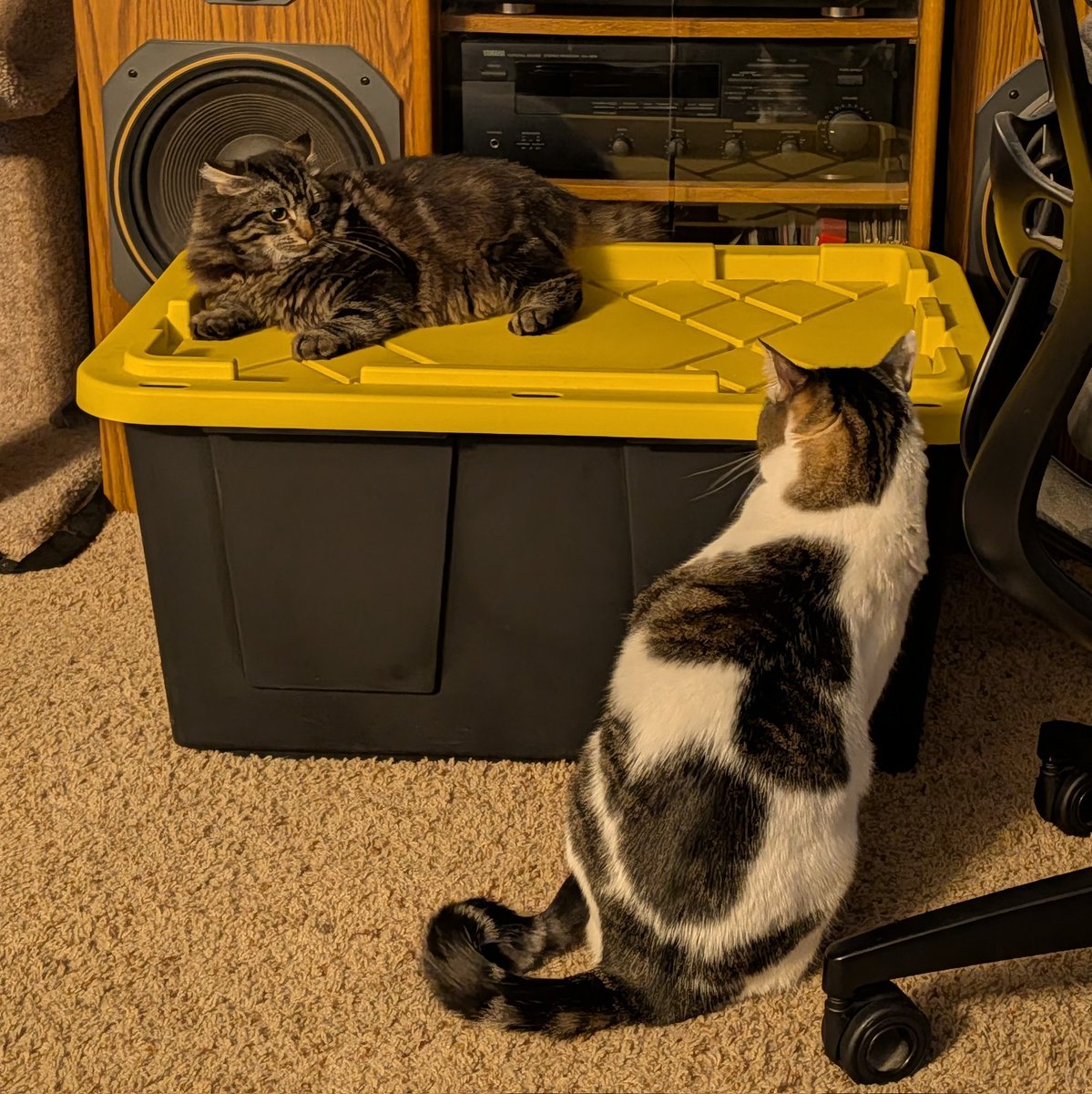 SentientBiLight's tweet image. He would like to file a complaint about the new tenant