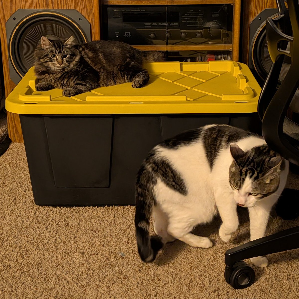 SentientBiLight's tweet image. He would like to file a complaint about the new tenant