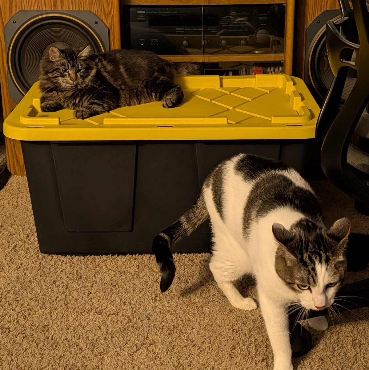 SentientBiLight's tweet image. He would like to file a complaint about the new tenant