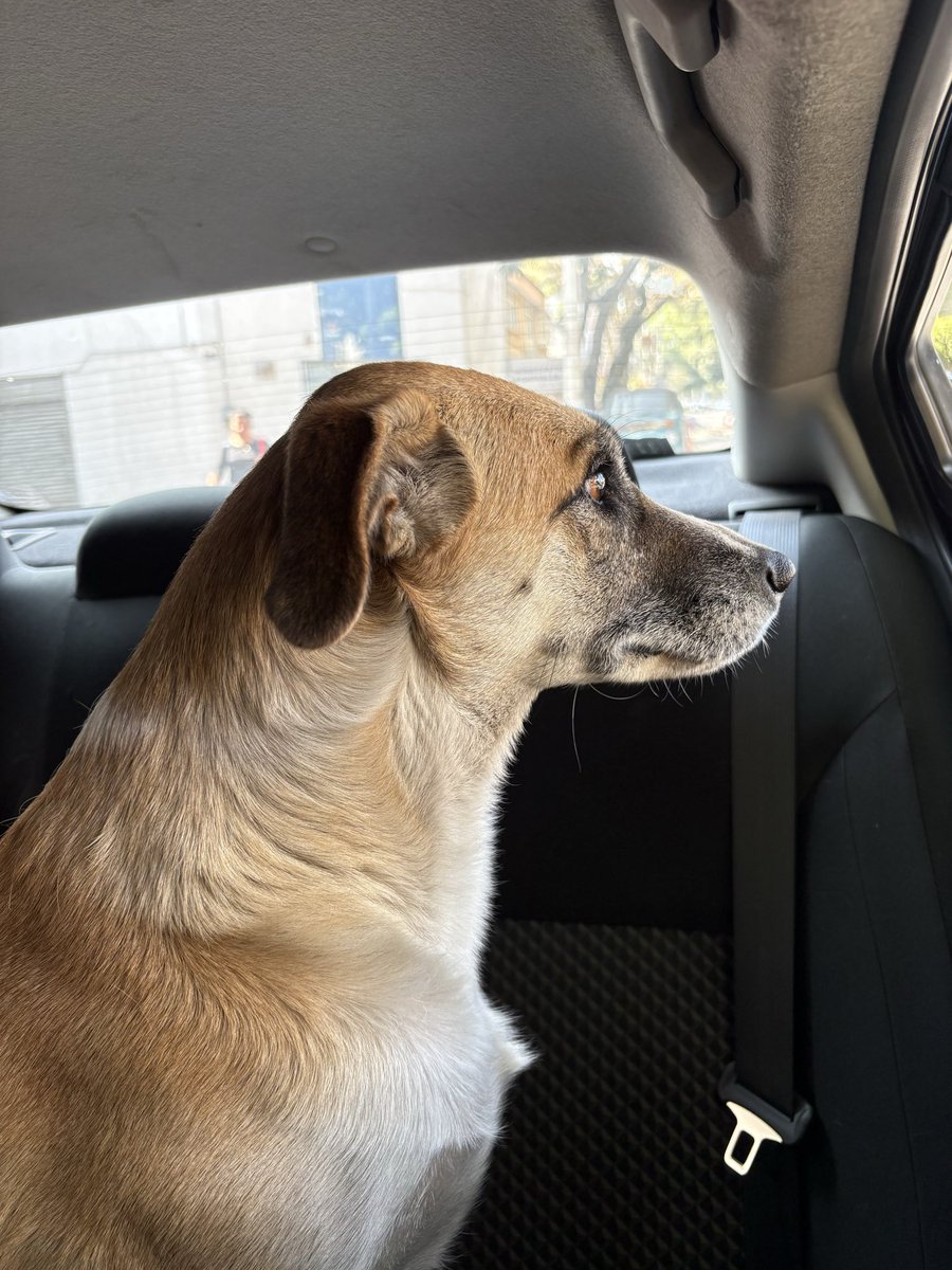 _valaa's tweet photo. @TlalpanVecinos encontré a este perrito corriendo sobre viaducto talpan, esquina avenida 4, a la altura del wildfork, ayúdennos a encontrar su hogar. Está asustado. https://t.co/G0qSEl1tTX