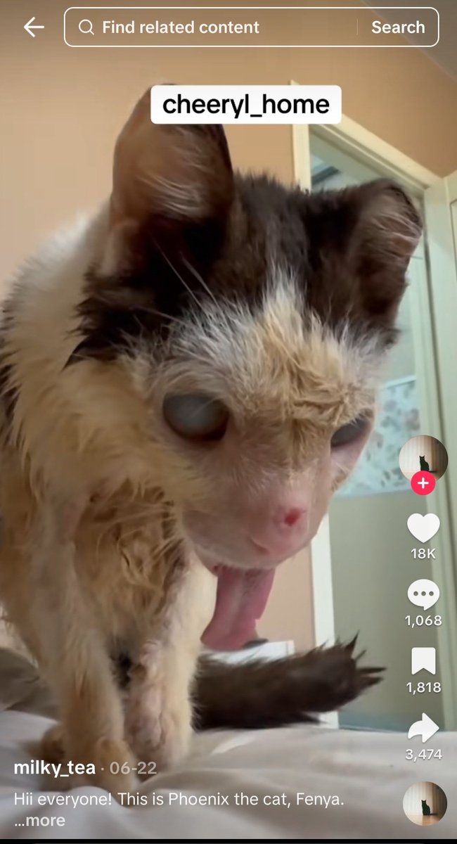 Just look at the amounts of views that the scammers <a href="/istanbulanimal/">ANIMAL CARE GROUP</a> have gotten after putting up an emotional post about Pluto. I am honestly getting fed up of warning people that this cat is not with them. The cat is actually called Phoenix and is in Russia. Do not donate to