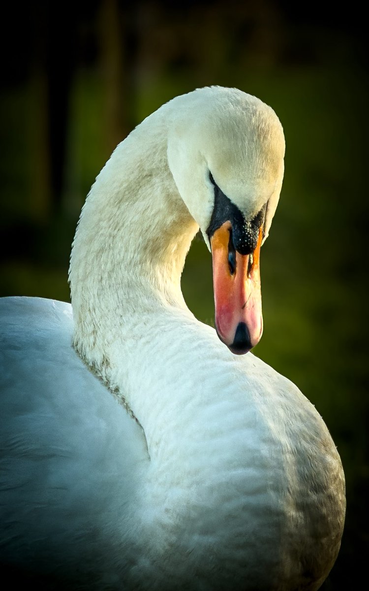 Markfern811's tweet image. Few pictures from today. 
Teken on the #iPhone17ProMax 
#lightroom edits