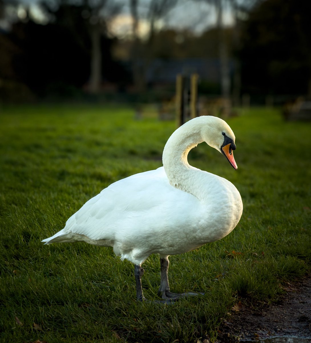 Markfern811's tweet image. Few pictures from today. 
Teken on the #iPhone17ProMax 
#lightroom edits