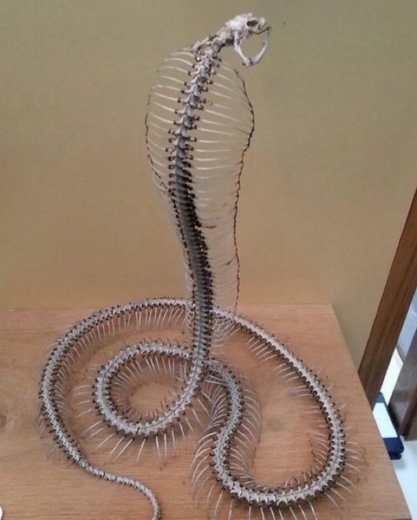 Een visuele samenvatting van dit seizoen. #ExpeditieRobinson