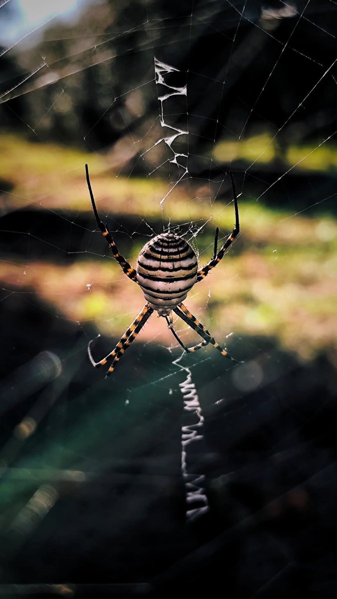 Araña tigre 🕷️🕸️

Que no os engañe su belleza, es perjudicial para los humanos y nuestras mascotas, está tenía el tamaño de una moneda de 2 euros, así que pequeñas no son. 
Si la veis admirar solo su belleza desde una distancia que no suponga un peligro. 
Buenas noches !! 
📱