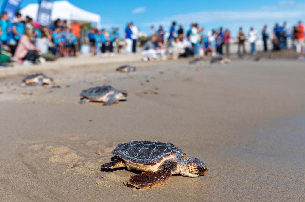 Animales con inducción magnética,  para no perderse, los peces, aves, reptiles, anfibios y pocos mamíferos, gracias al campo magnético terrestre, pero se desconoce el mecanismo exacto, Las tortugas vuelven a la playa en la que nacieron 20 o 30 años después.