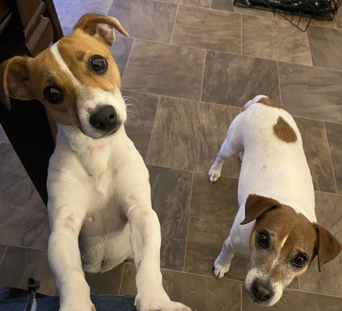 #EarlyThanksgiving 🦃#dogsofX #dogsoftwitter 🦃#Zshq #SundayThanks 🧡💚#Parience 😊😬😳🤎
Hey Mom! We’re down HERE!! When is the Turkey &amp; stuffing &amp; potatoes &amp; corn &amp; salad &amp; rolls &amp; GRAVY ready?? We’re bein soooo patient… (not really… 😑)